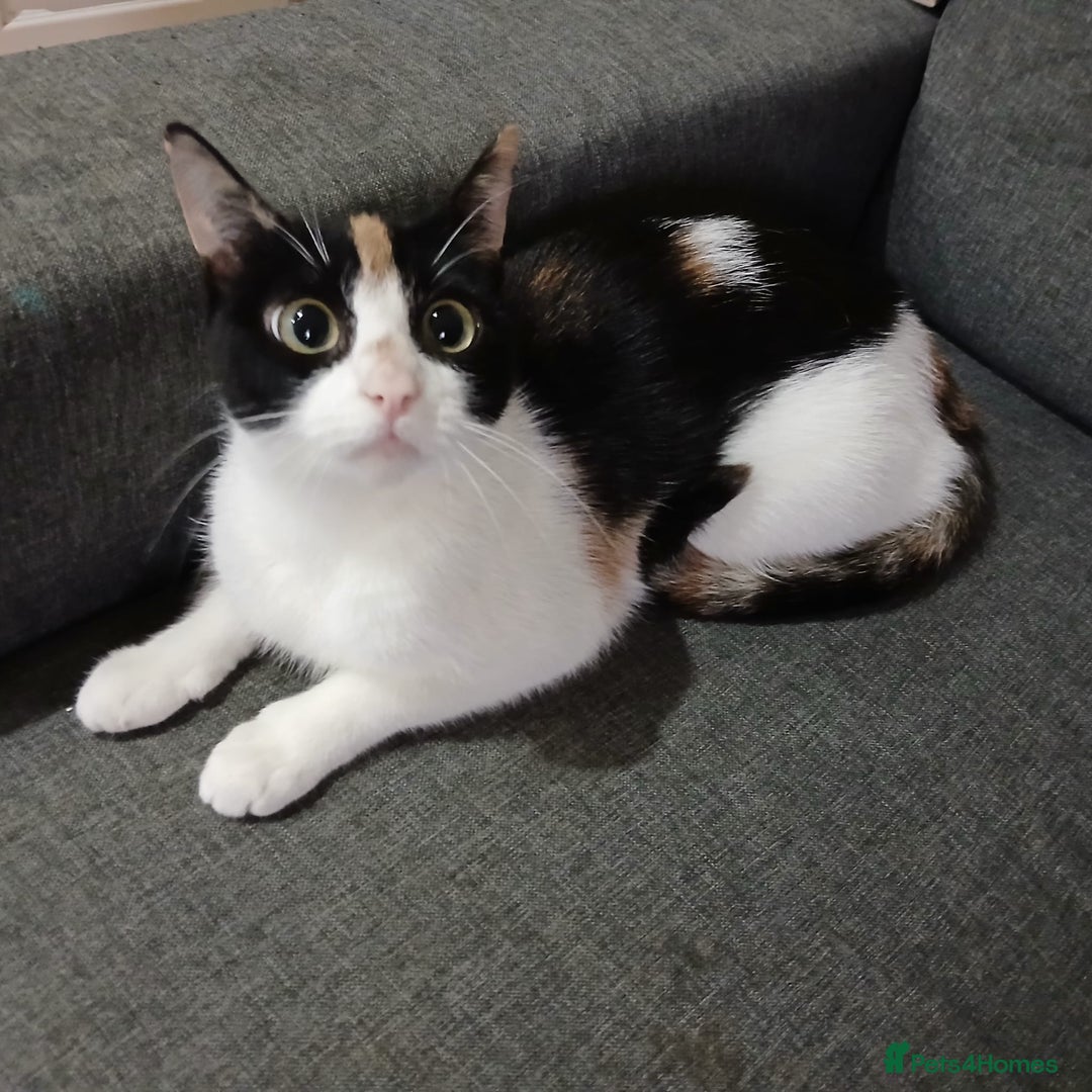Mixed Breed cats for sale: Amazing girl cat looking for a new forever home - Image 1