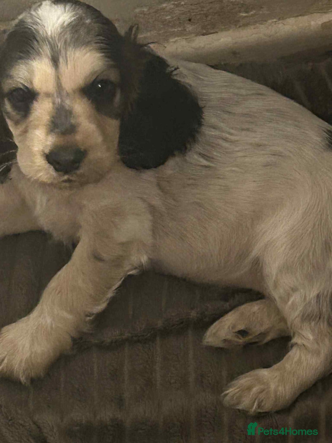 Cockapoo dogs for sale: 5 beautiful cockapoo's - Image 3