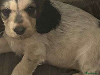 Cockapoo dogs - Advert 25