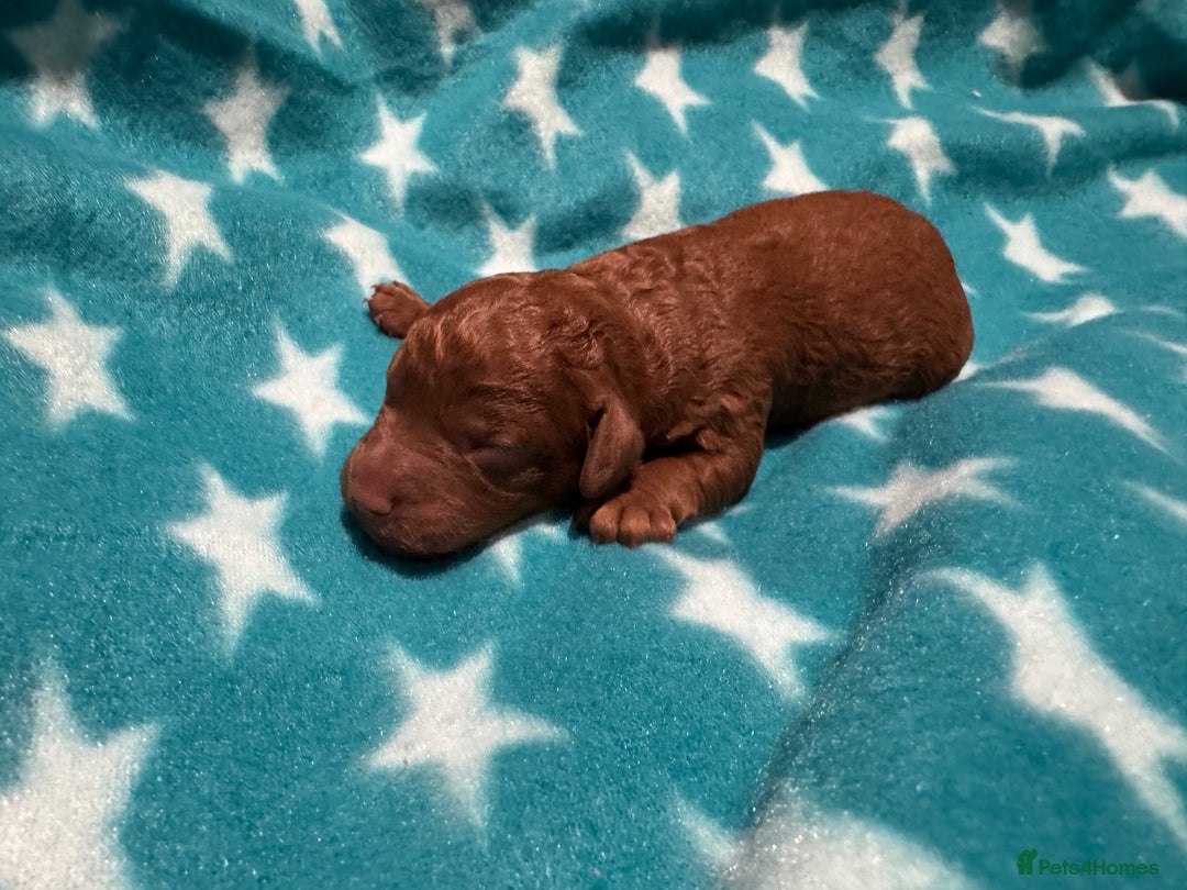 Cavapoo dogs for sale: Beautiful F1b Cavapoo Puppies – Ready Mid February - Advert 7