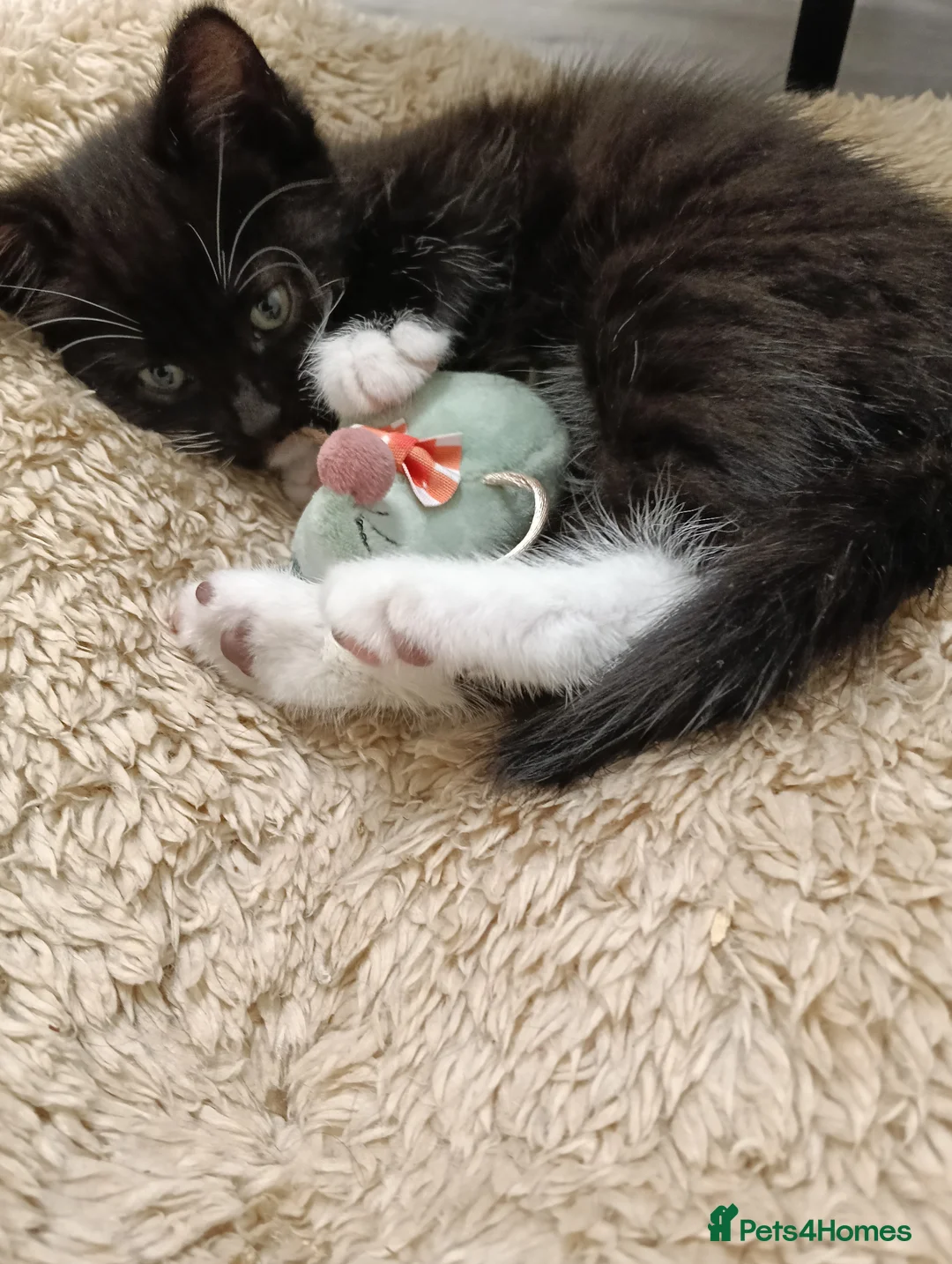 Mixed Breed cats for sale: 2 Beautiful Female Kittens-10 Weeks Old - Advert 4