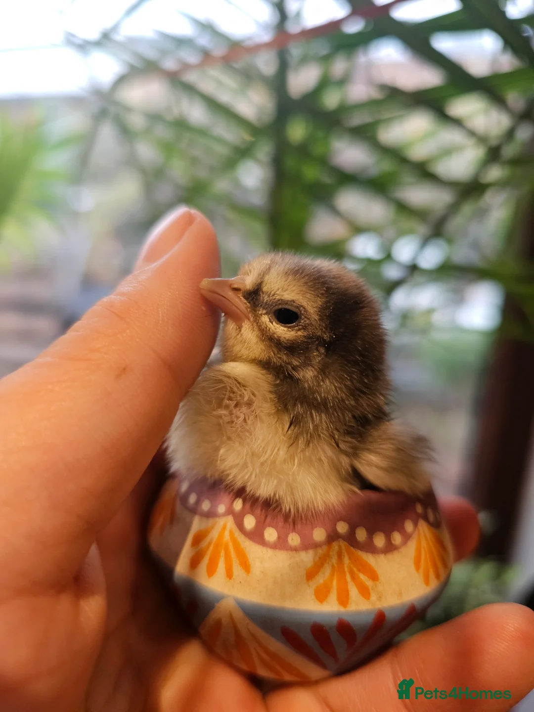 Chickens poultry for sale: Seramas and large fowl - Advert 1