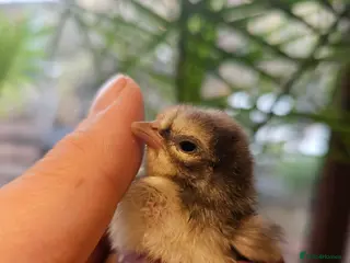 Chickens poultry Seramas and large fowl - Advert 1