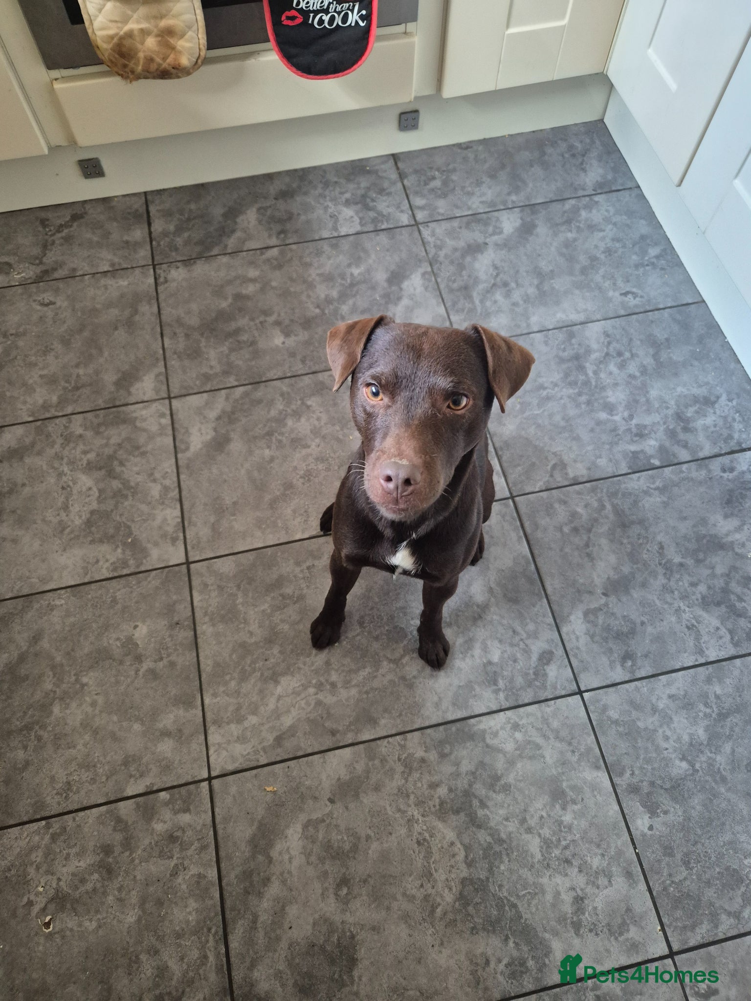 Patterdale Terrier dogs for stud: Ernie chocalate patterdale - Advert 5