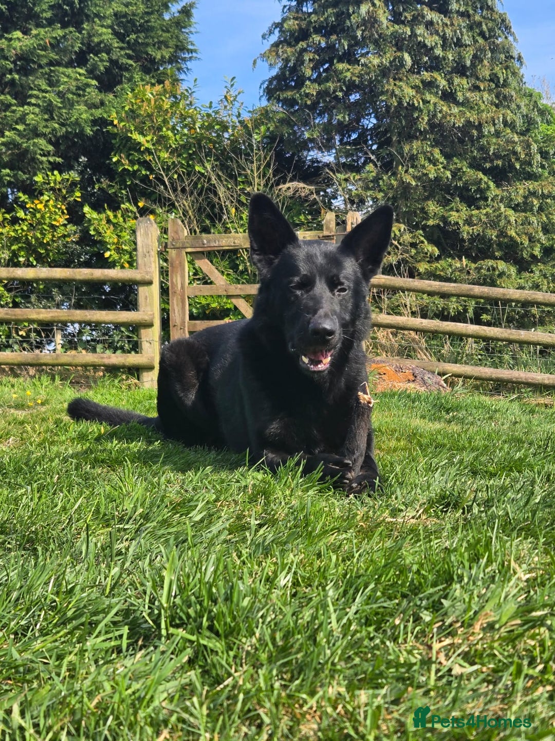 Mixed Breed dogs for sale: German Shepherd X Puppy - ready for a home - Advert 9