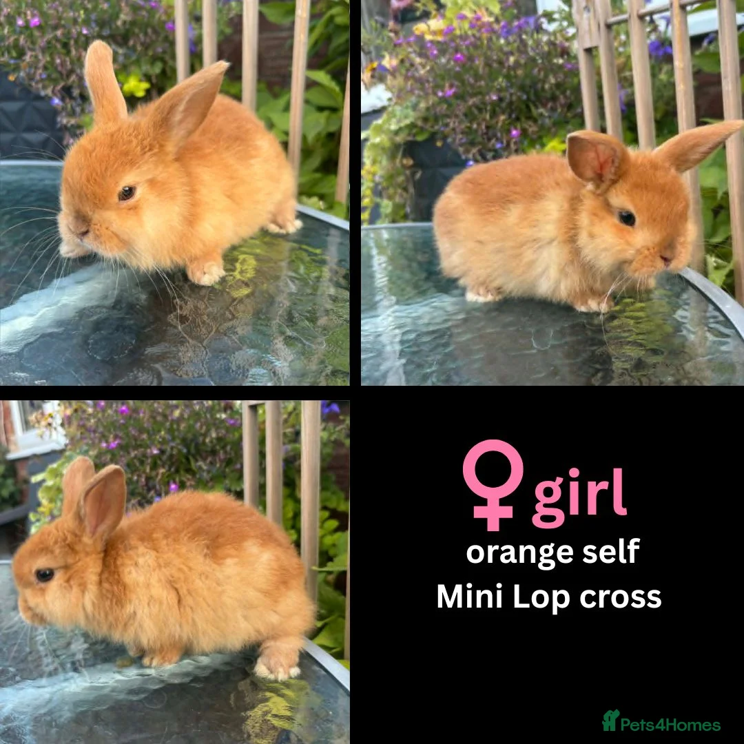 Mini Lop rabbits for sale: Mini lop / Mini lop cross orange / black bunnies - Advert 36