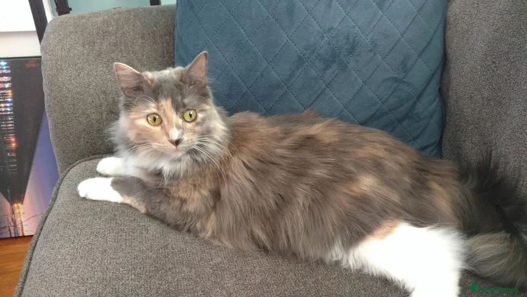 Mixed Breed cats for sale: 10 week old kitten ready for forever home!  in London - Advert 2