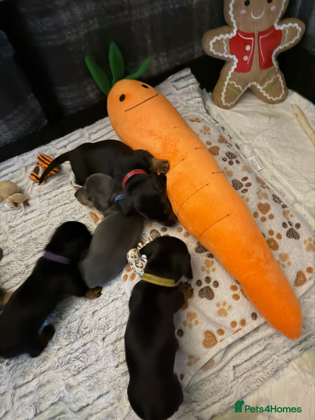 Dachshund dogs for sale: ONLY 1 DACHSHUND FEMALE LEFT DOLLY - Advert 9