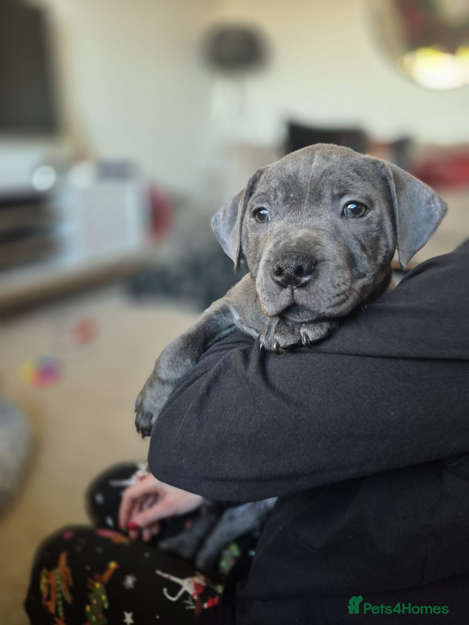 Staffordshire Bull Terrier dogs 10wk Old Blue Staffordshire Bull Terrier For Sale - Advert 3