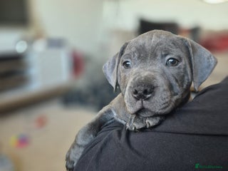Staffordshire Bull Terrier dogs 10wk Old Blue Staffordshire Bull Terrier For Sale - Advert 2