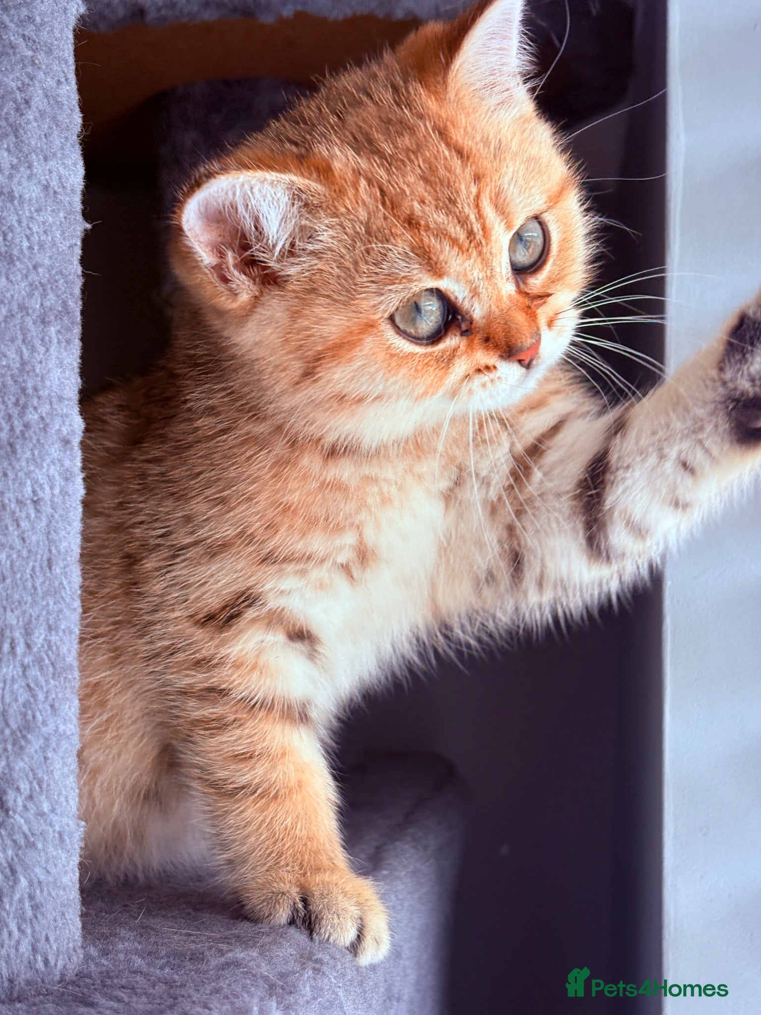British Shorthair cats GCCF Registered Golden BSH Kittens | ny12 & by12 - Advert 2