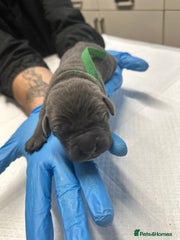 Cane Corso Puppy 5 - Male - Maximus