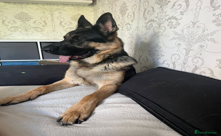 German Shepherd dogs - Advert 1