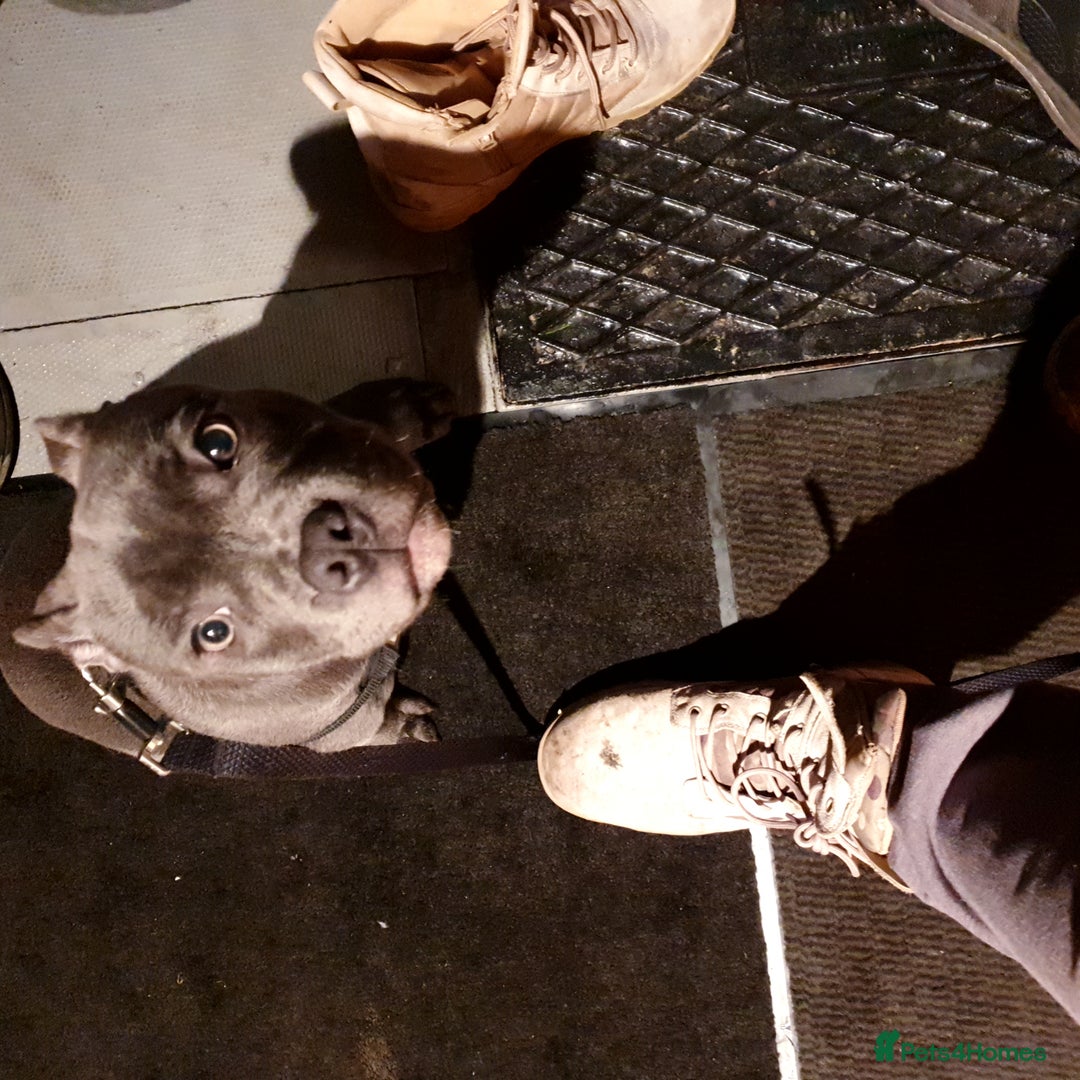 Staffordshire Bull Terrier dogs for sale: blue Staffordshire bull terrier puppy  - Advert 12