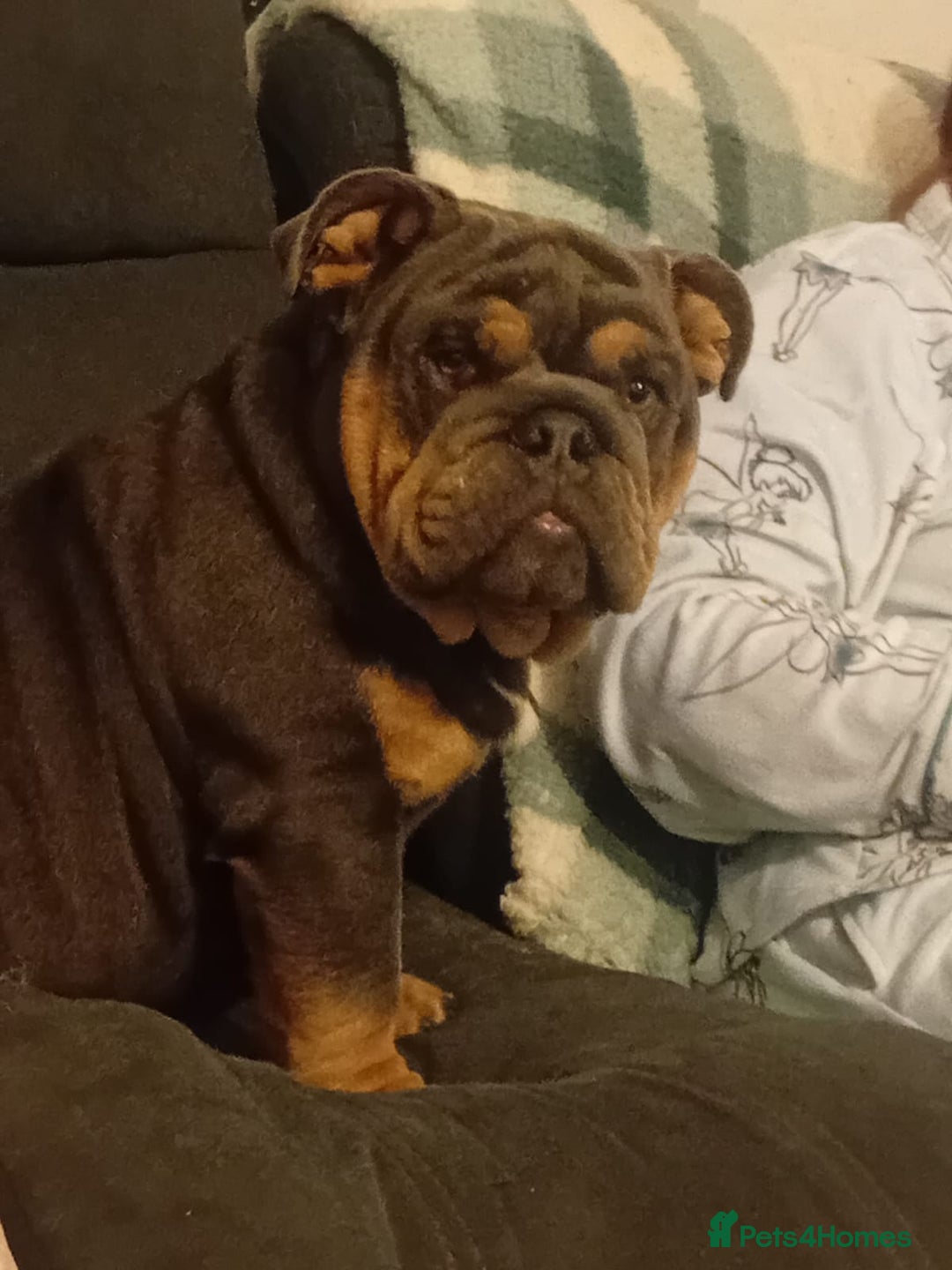 English Bulldog dogs for sale: English bulldog  - Image 5