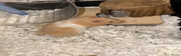 Hamster rodents for sale: Hamster for rehoming - Advert 1