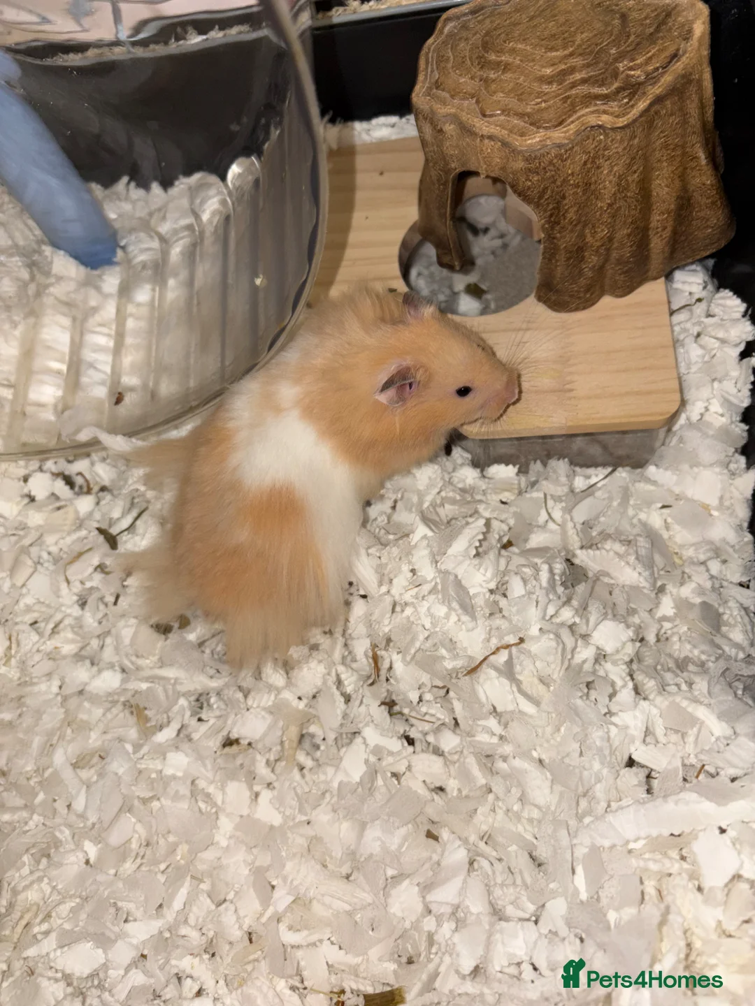 Hamster rodents for sale: Hamster for rehoming - Advert 1