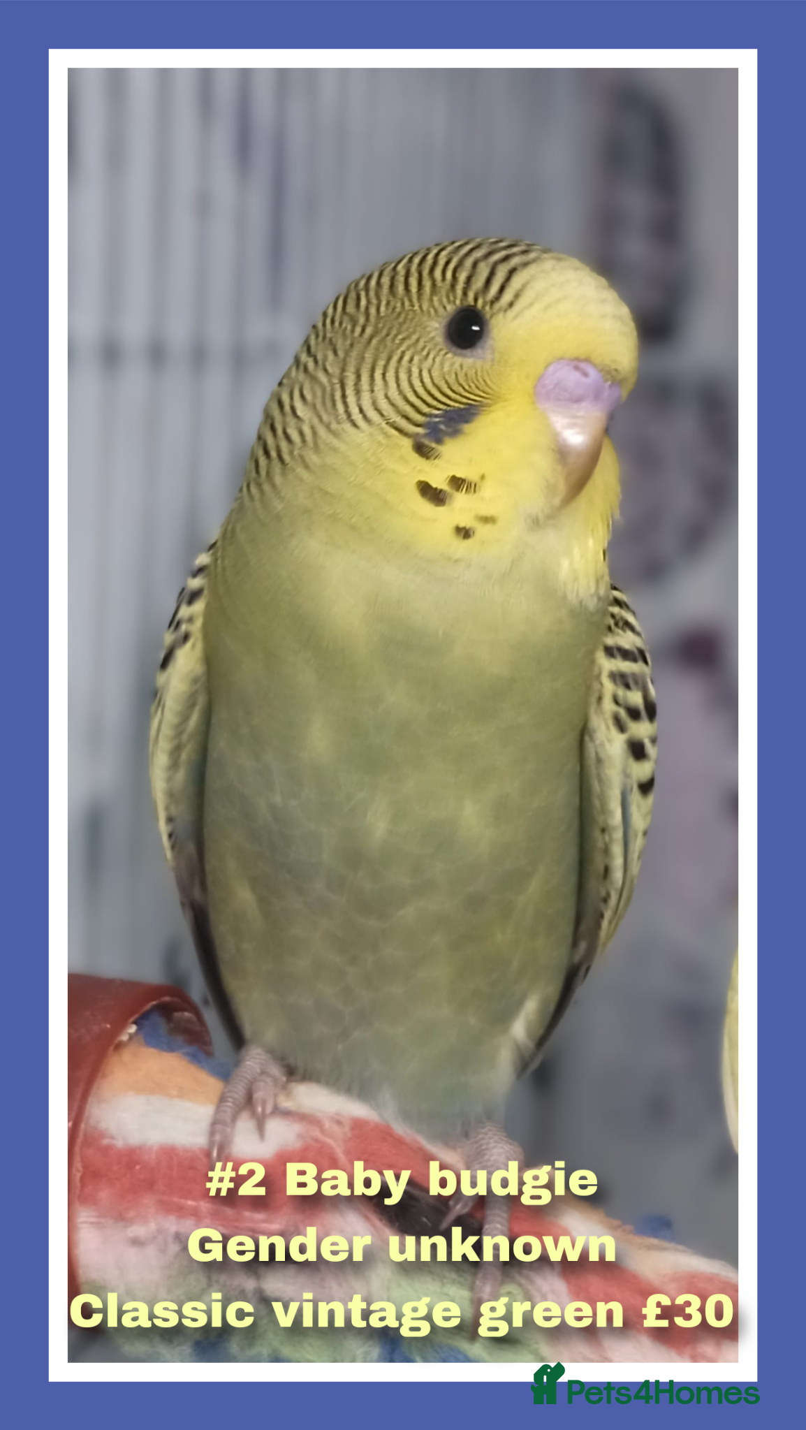 Budgerigars birds Pet baby budgies priced from £30. - Advert 2