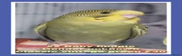 Budgerigars birds for sale: Pet baby budgies priced from £30. - Advert 2