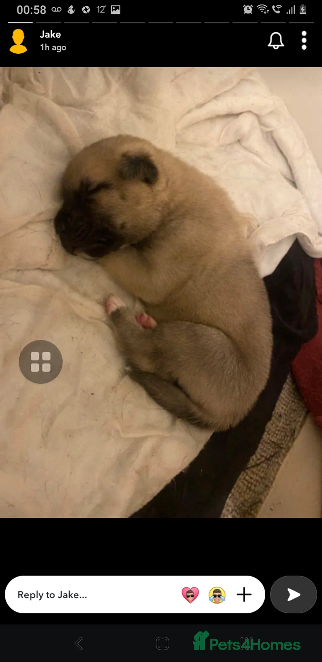 Mixed Breed dogs for sale: Cane corso x American akita cross for sale  - Image 4