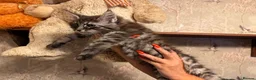 Maine Coon cats for sale: Maine Coon Registered TICA - Advert 33