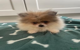 Pomeranian dogs for sale: Fluffy Pomeranian puppies - Image 21