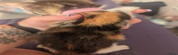 Mixed Breed cats for sale: 4 female kittens  - Advert 5