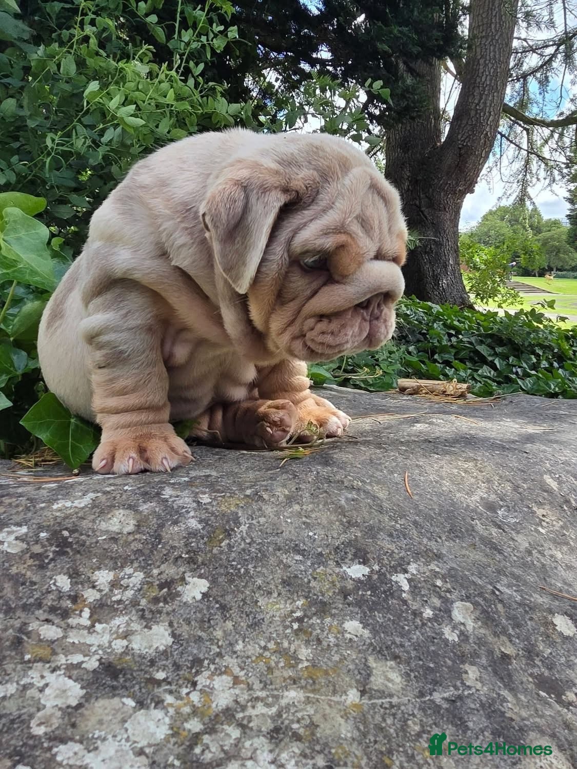 English Bulldog dogs Mr Muscles litter Quality English Bulldogs - Advert 2