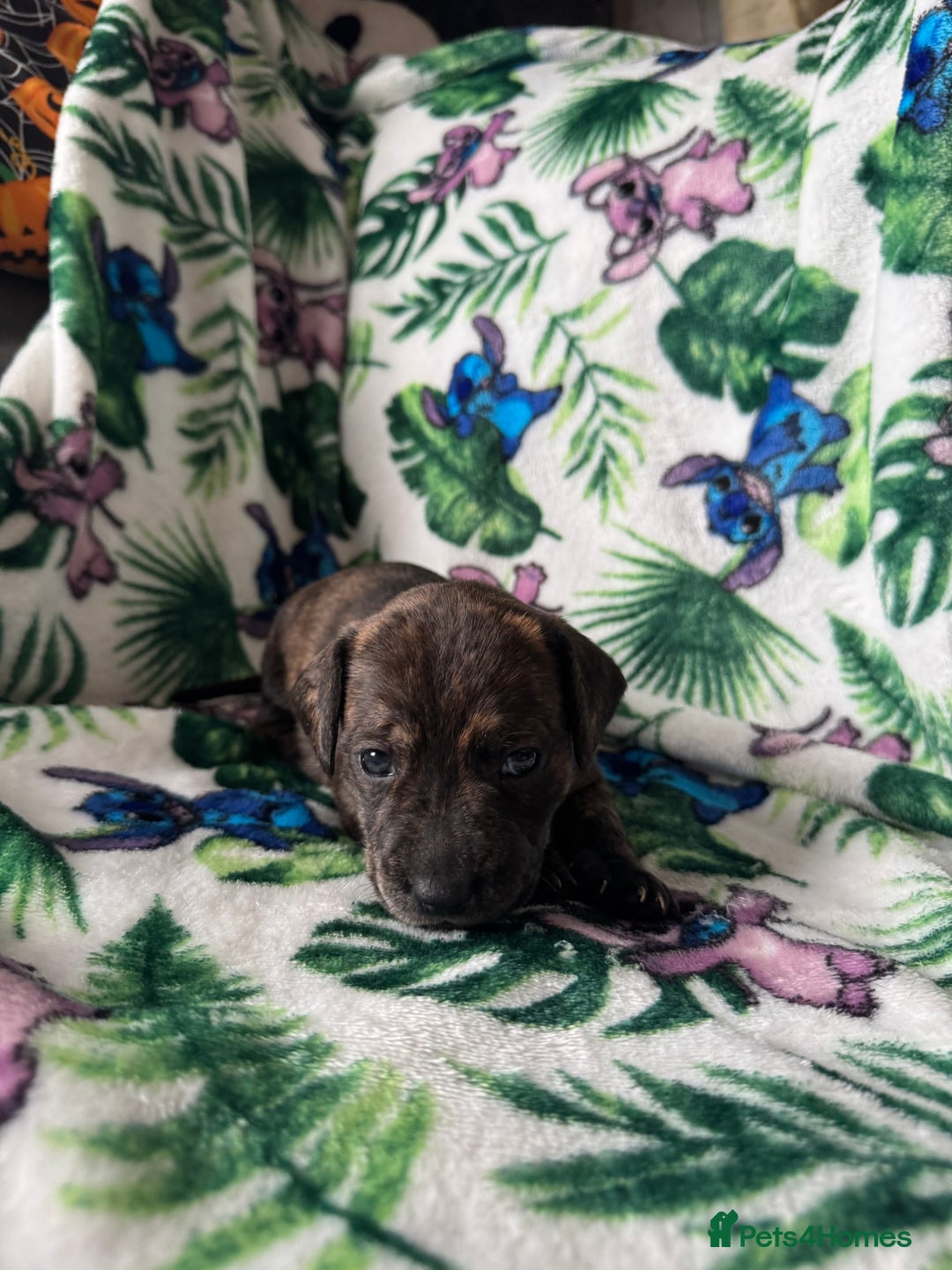Mixed Breed dogs for sale: Beautiful Daffys - staffy cross dachshund  - Image 32