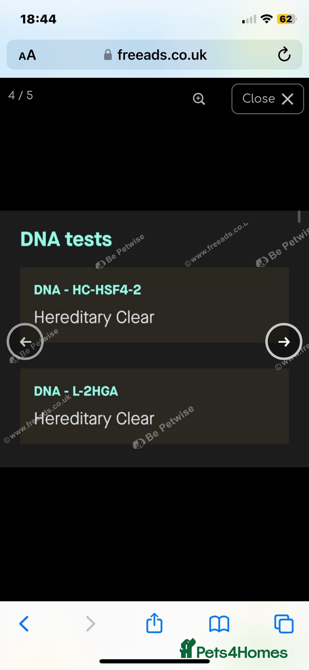 Staffordshire Bull Terrier dogs for sale: Beautiful solid blue staffy  - Advert 6