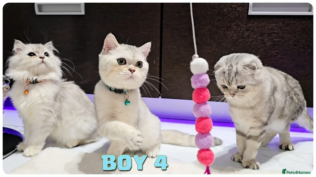 Scottish Fold cats for sale: Scottish fold - Advert 7