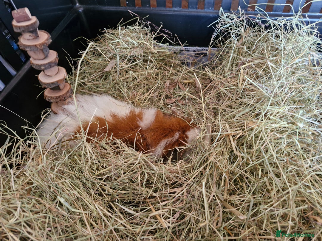 Guinea Pig rodents for sale: 6 month old male teddy guinea pig and cage - Image 4