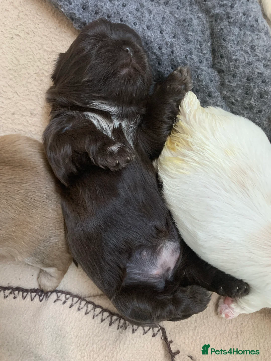 Shih Tzu dogs for stud: Lilac imperial shih tzu for stud in Clydebank - Advert 10