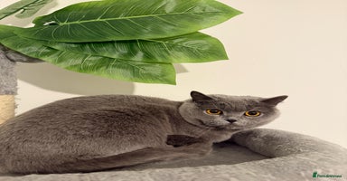 British Shorthair cats - Advert 10