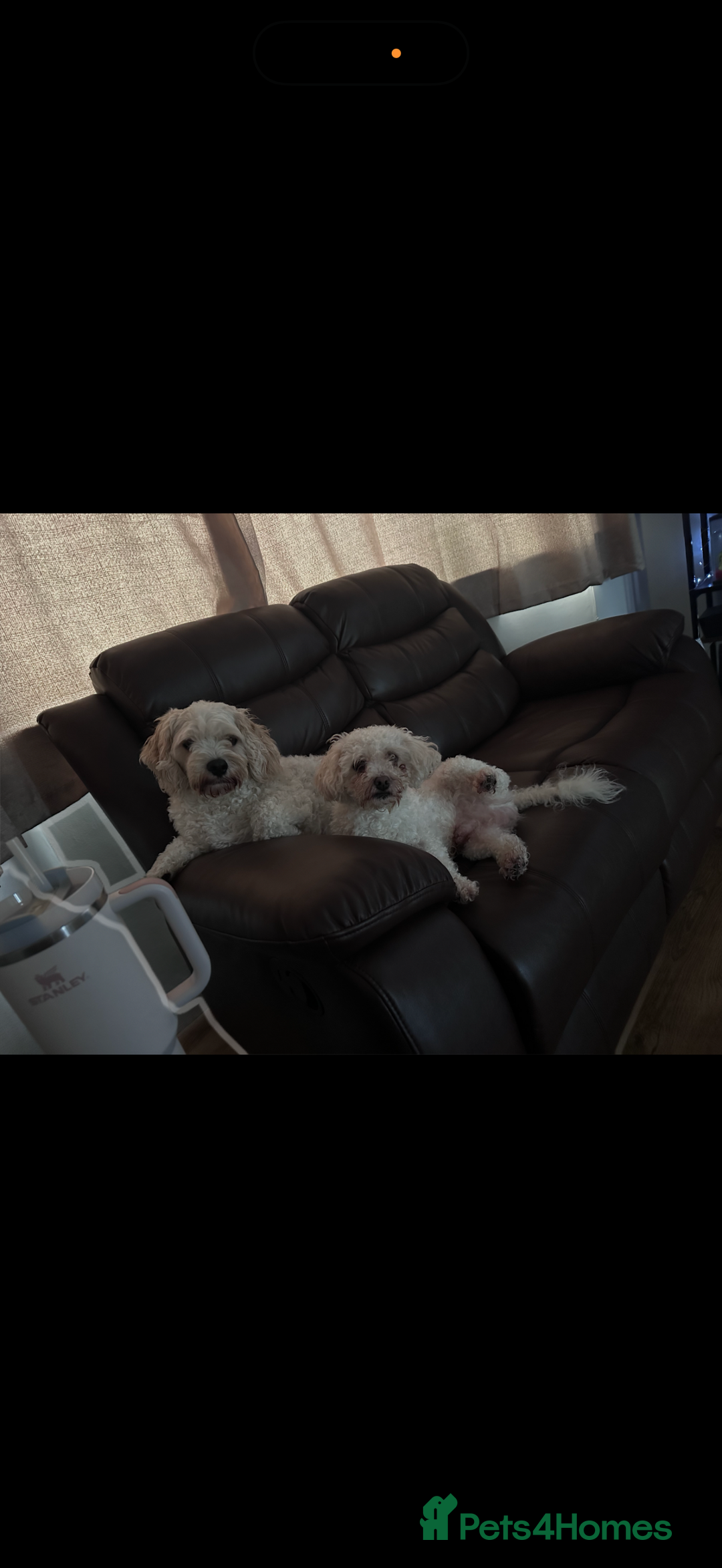Cavachon dogs for sale: Cavachon boys - Advert 5