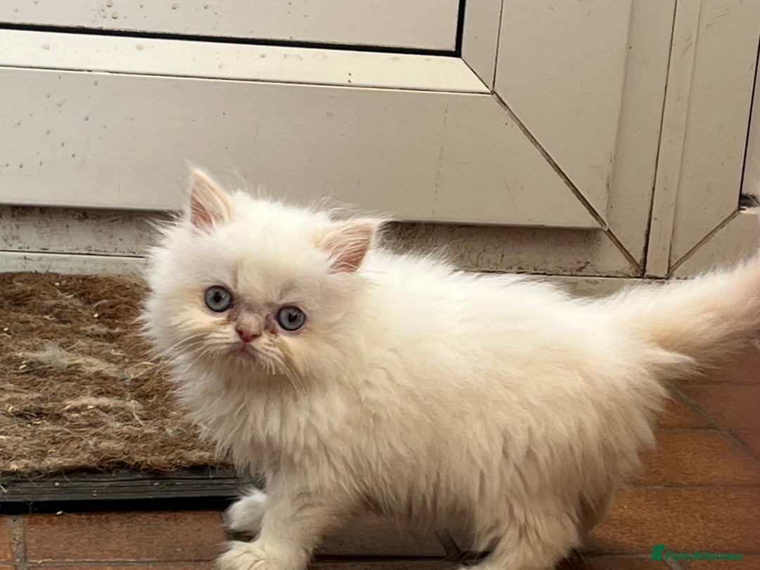 Ragdoll cats for sale: Stunning Ragdoll x Persian kittens.  - Image 9