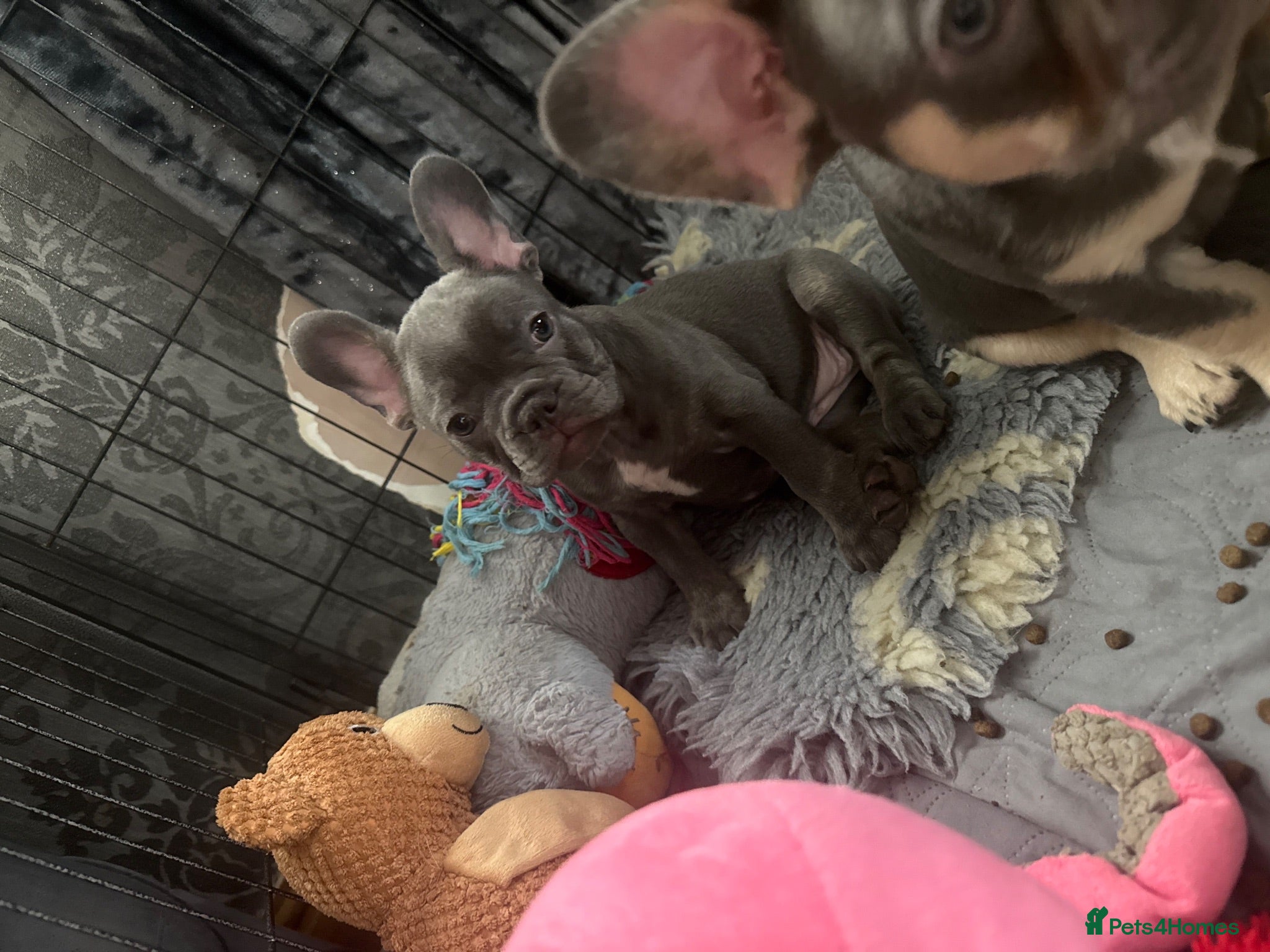 French Bulldog dogs 🐾💖 1 Outstanding girl left 💖🐾 - Advert 2