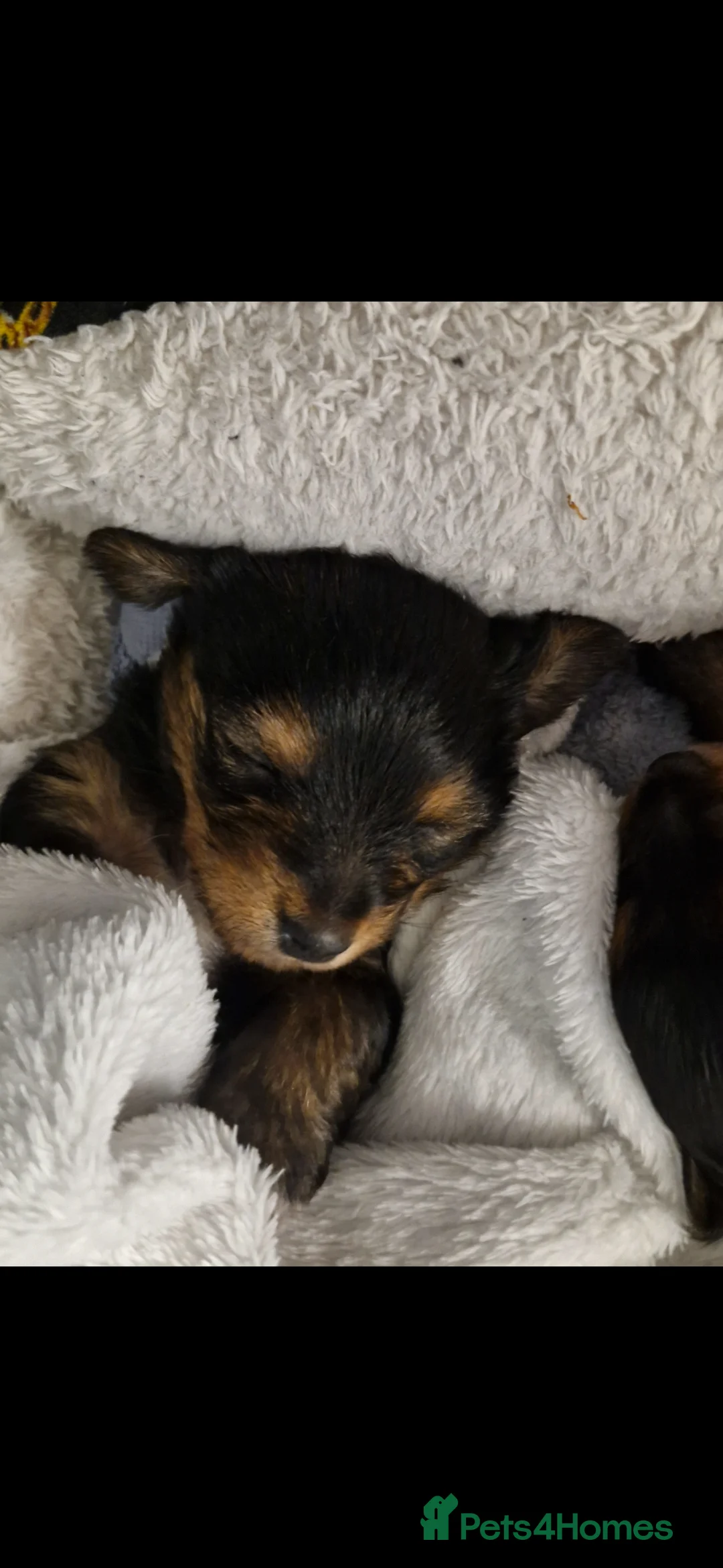 Yorkshire Terrier dogs for sale: 1Male & 1female  in Huddersfield - Advert 4