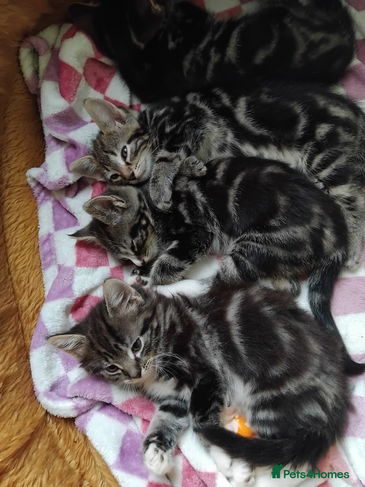 Mixed Breed cats Three little girls - Advert 2