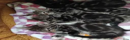 Mixed Breed cats for sale: Three little girls - Advert 1