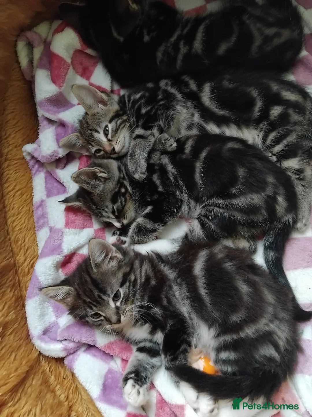 Mixed Breed cats for sale: Three little girls - Advert 1