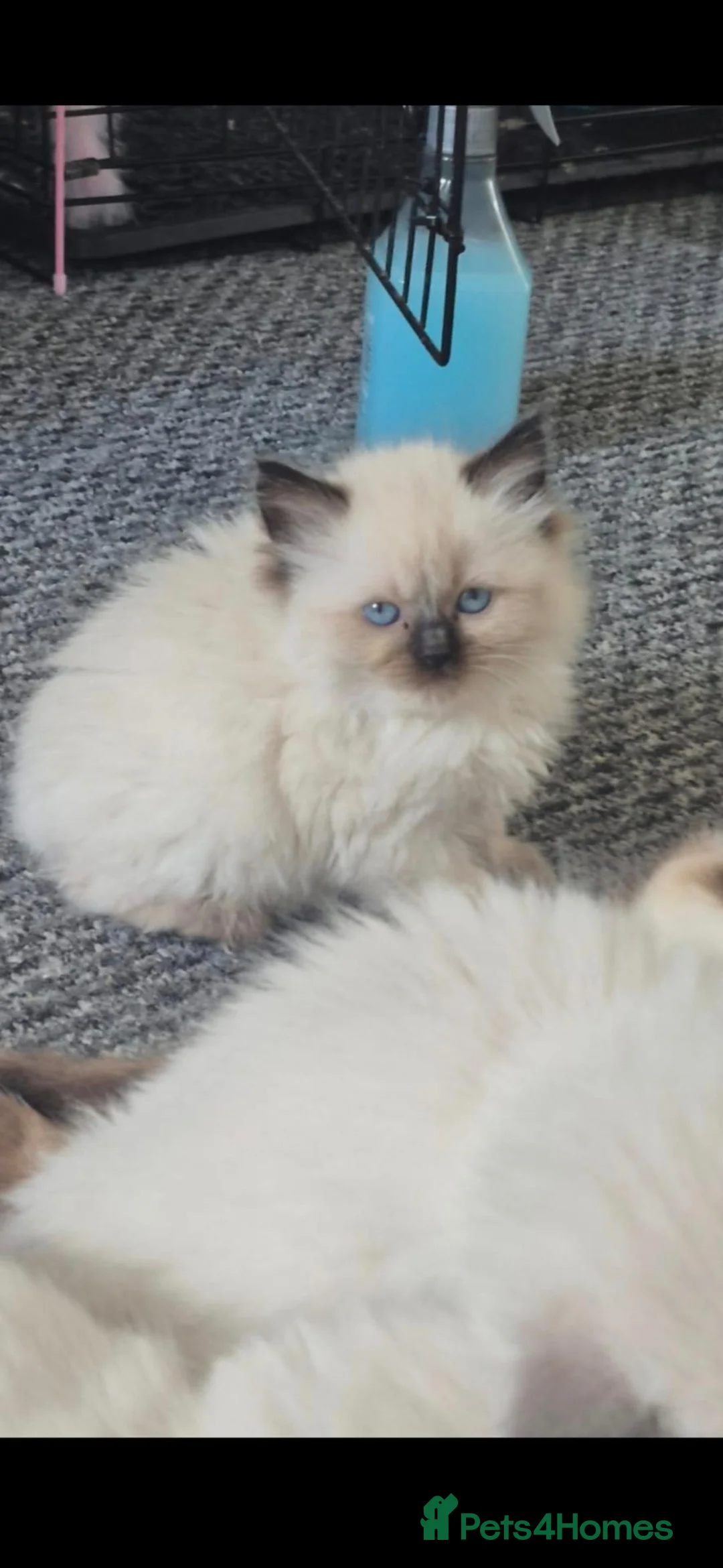 Ragdoll cats for sale: seal point Ragdoll female kitten  - Advert 6