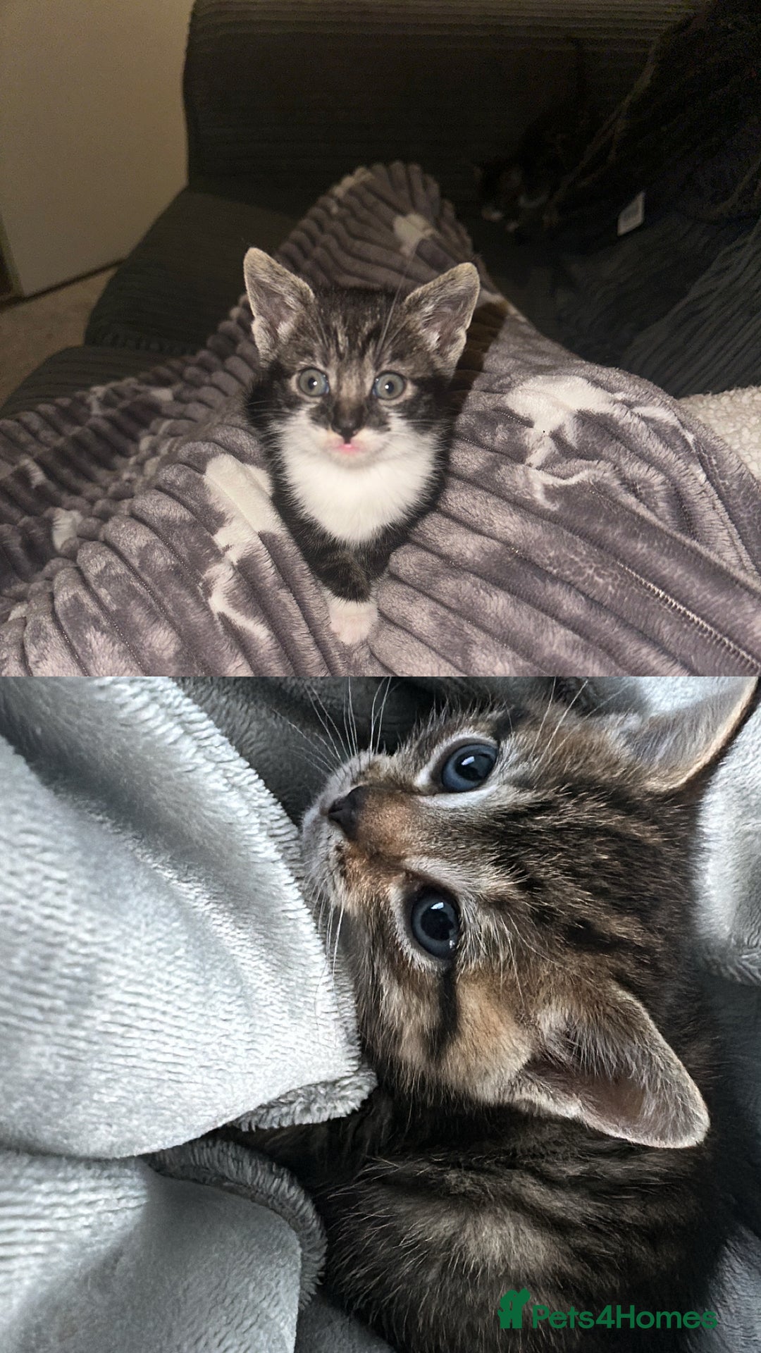 Mixed Breed cats for sale: Female kittens - Advert 1