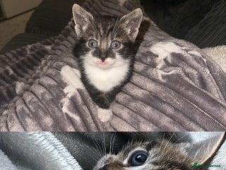 Mixed Breed cats Female kittens - Advert 1