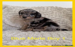 Cockapoo dogs for sale: Stunning F1B Merle Cockapoo Puppies!!!! - Image 1
