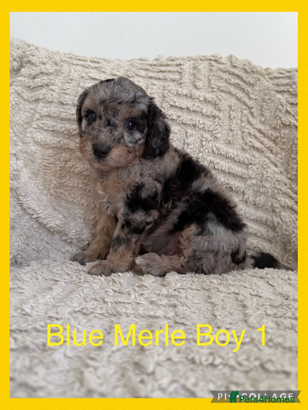 Cockapoo dogs for sale: Stunning F1B Merle Cockapoo Puppies!!!! - Image 1
