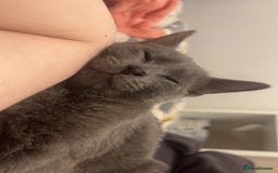 British Shorthair cats for sale: Kitten for sale  - Image 1