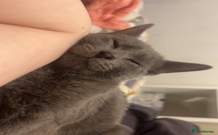 British Shorthair cats - Advert 8