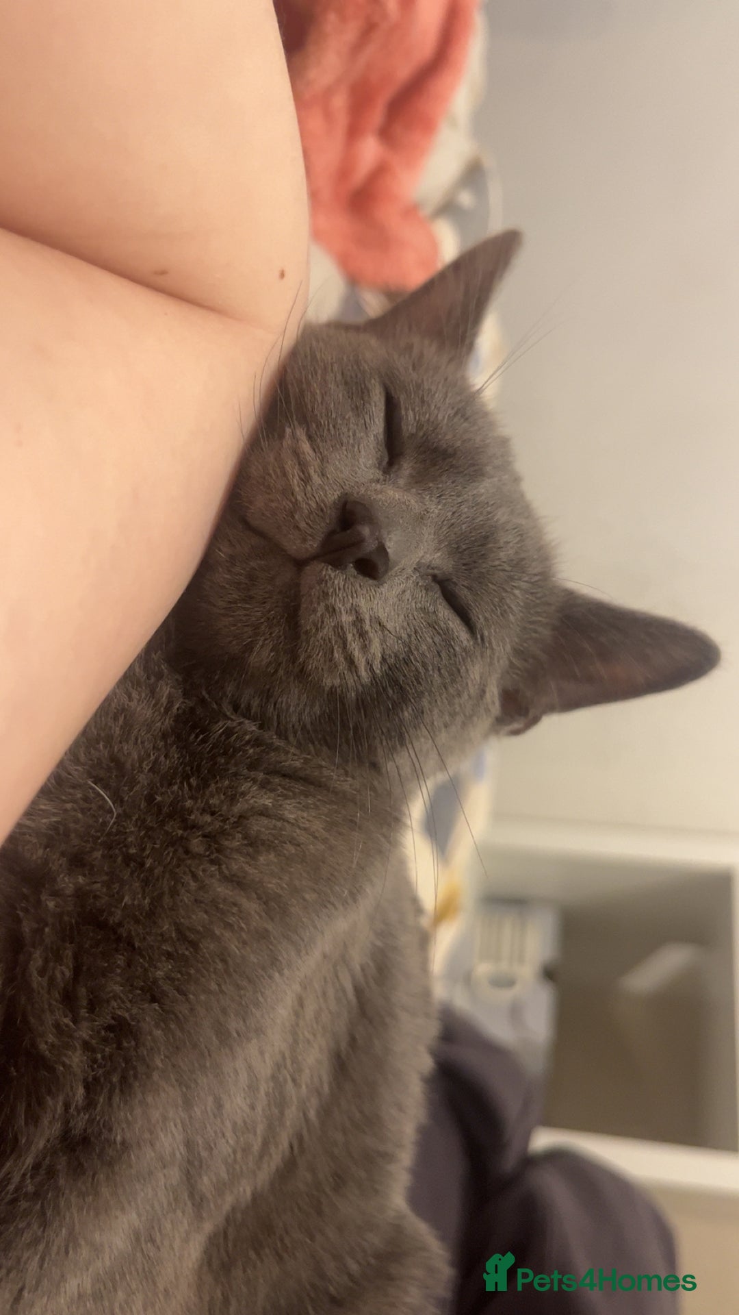 British Shorthair cats for sale: Kitten for sale  - Image 1