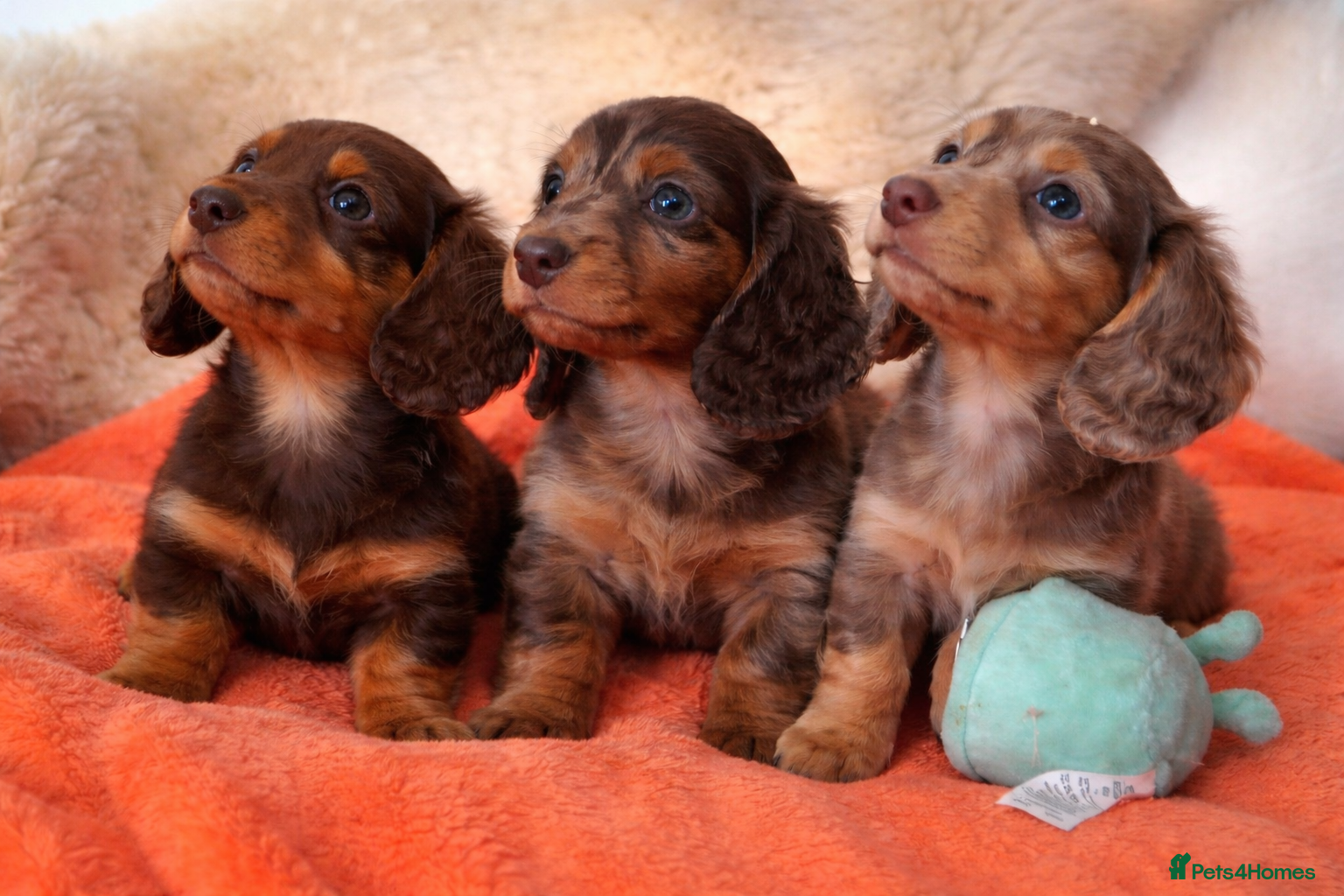 Miniature Dachshund dogs 🐾Mini Long Hair Dachshund🐾 - Advert 11